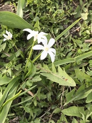 Scilla luciliae