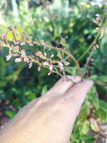Image of Desmodium floridanum by (c) Athena Philips, some rights reserved (CC BY)