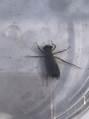 Libellula quadrimaculata