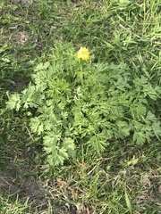 Corydalis nobilis