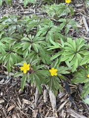 Anemonoides ranunculoides
