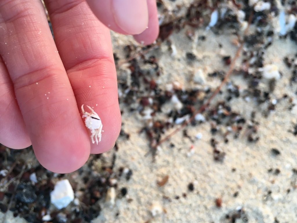 Photo of Red-ridged clinging crab (Mithraculus forceps)