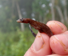 Pseudogonatodes furvus