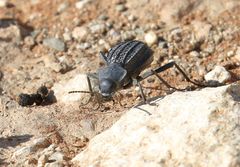 Somaticus