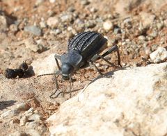 Somaticus