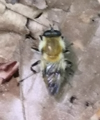 Criorhina floccosa