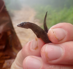 Pseudogonatodes furvus