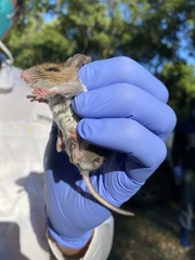 Peromyscus gossypinus