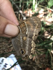 Opoptera syme