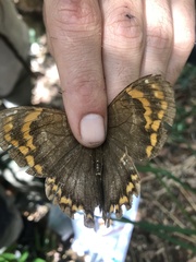 Opoptera syme