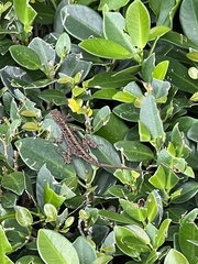 Anolis sagrei