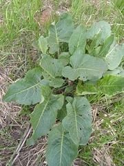 Rumex confertus