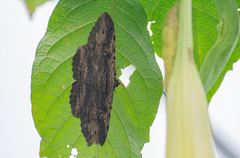 Anisoneura aluco
