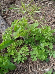 Chelidonium majus