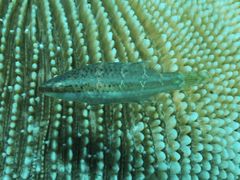 Oxycheilinus orientalis