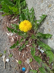 Taraxacum officinale