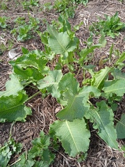 Rumex confertus