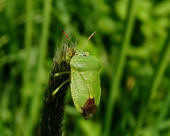 Palomena viridissima