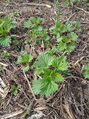Urtica dioica
