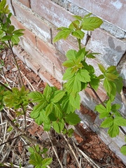 Acer negundo