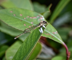 Platycnemis foliacea