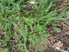 Achillea millefolium