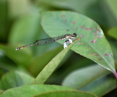 Platycnemis foliacea