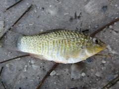 Floridichthys carpio