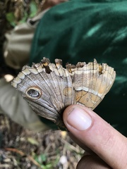 Opoptera syme