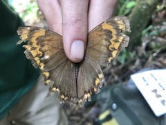 Opoptera syme