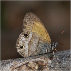 Pharneuptychia pharnabazos