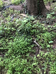 Microstegium vimineum