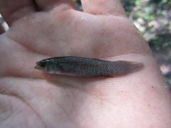 Fundulus confluentus