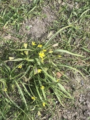 Gagea lutea