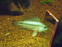 Three-Striped Dwarf Cichlid photo 4