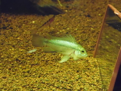Three-Striped Dwarf Cichlid photo 5