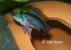 Three-Striped Dwarf Cichlid photo 3