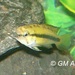 Three-striped Dwarf Cichlid - Photo (c) GM Amor, some rights reserved (CC BY-SA)