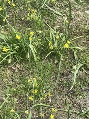 Gagea lutea