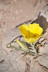 Calochortus aureus