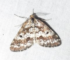 Eufidonia discospilata