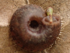 Aegista