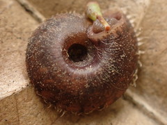 Aegista