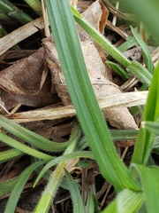 Carex hirtifolia