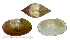 Buldowskia flavotincta