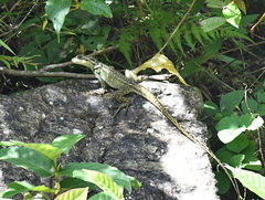 Hydrosaurus pustulatus