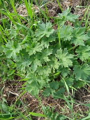 Leonurus quinquelobatus