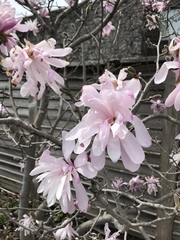 Magnolia loebneri
