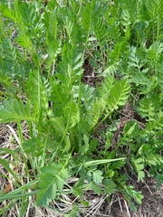 Tanacetum vulgare