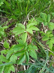 Aegopodium podagraria